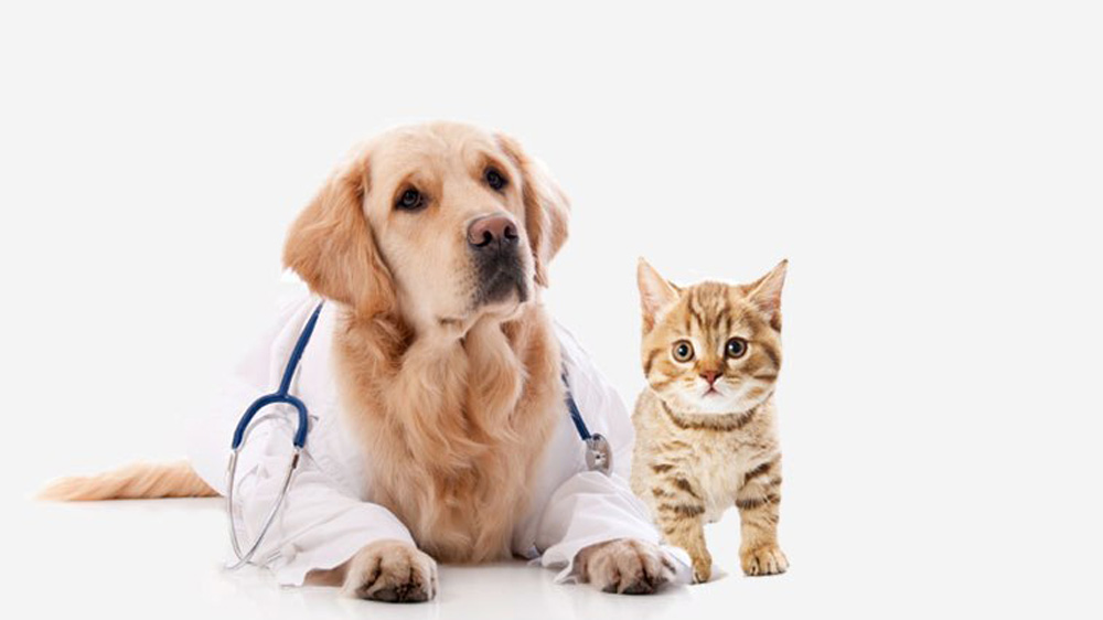 Trusted Pet Clinics for Comprehensive Care